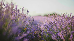 Guide to Lavender Magic