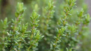 Guide to Thyme Magic