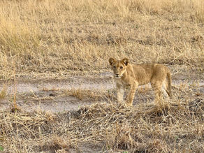 Une heure avec les lions sous notre 4x4 : matin exceptionnel à Chobe
