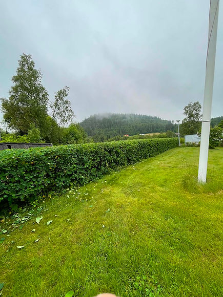Häck löv.jfif