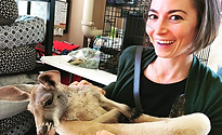 a woman holds a baby kangaroo in demascus, maryland