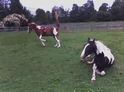 nitro and snickers last photo.jpg