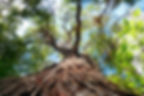 cime arbre.jpg
