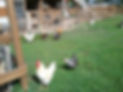 Chicken 1.jpeg