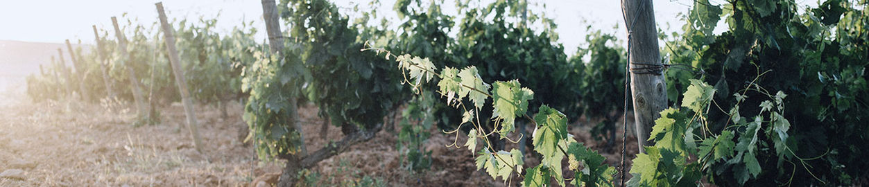AlonsoDelYerro_Vinos_FotoViñedos_1300x280_v2.jpg
