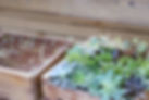Growing Plants