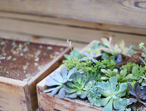 progressive gardening in davao