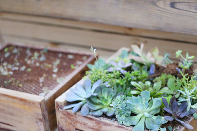Growing Plants 