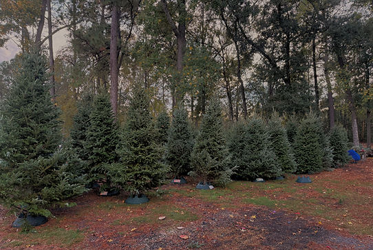 Conroe North_Christmas Trees in a row_2025_edited_edited.jpg