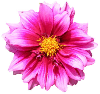 flower-dahlia-pink-transparent-backgroun