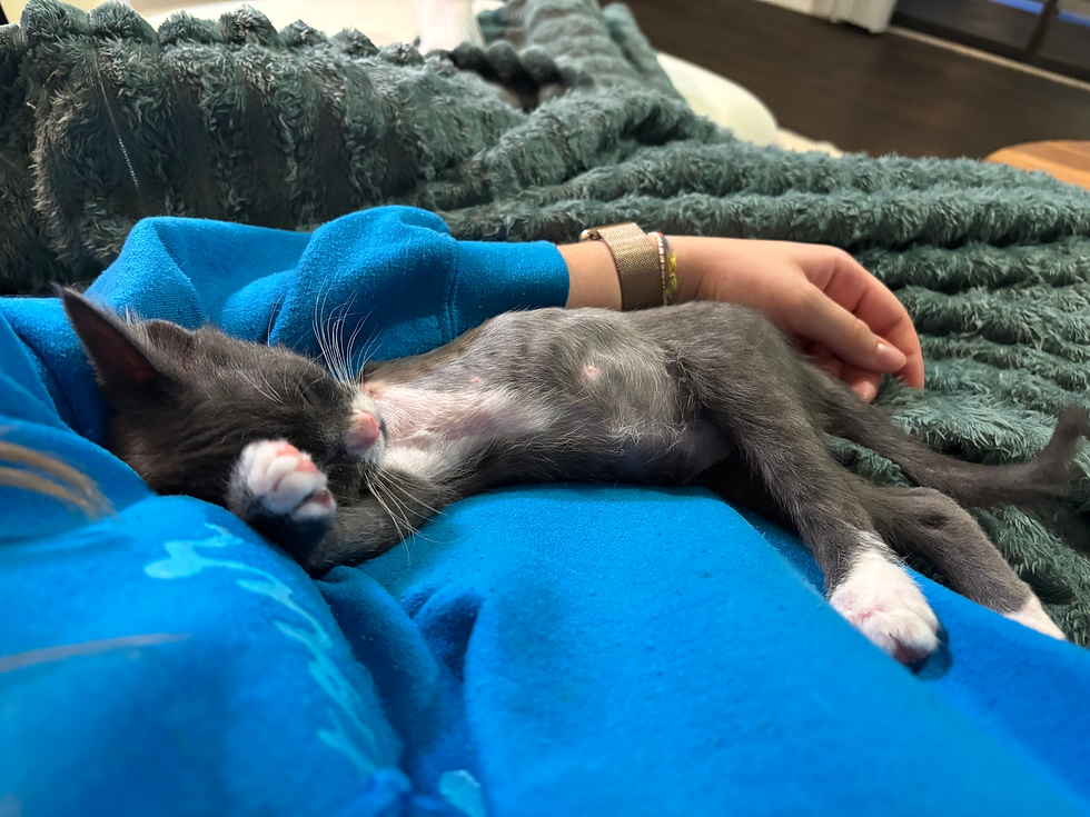 Here is is laying on me, you can see where they shaved him for his surgery. He warmed up so fast.
