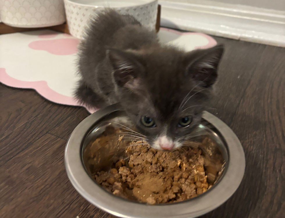 The very first photo I took of Ricky when he got home - he is a hungry little guy!