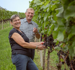 Paar bei gemeinsamem Traubenernten in den eigenen Weinreben. 