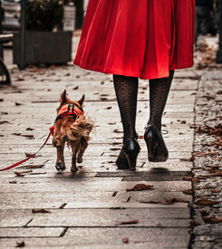unconditional love mini me baden baden dog street photography