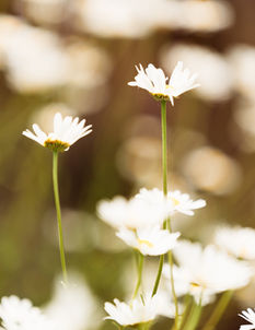 familienshooting portrait von kleinkind mädchen im garten spielend 