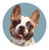 Gosia Circle Dog copy.png