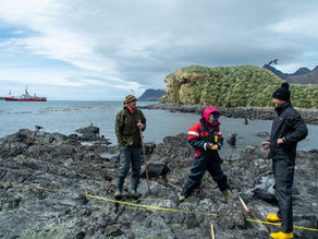 Dispatch 6 – There’s a fur seal in my quadrat