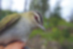 Bird.jpg