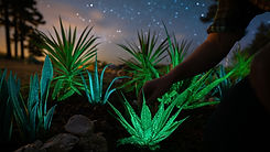 Bioo Lumina and stars in park.jpg