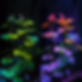 BIOLUMINESCENCE - BIOO LUMINA.png