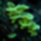 BIOO LUMINA 04.png