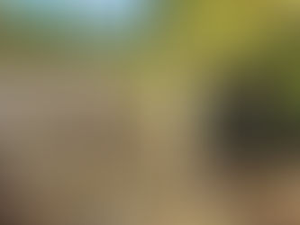 DOC200 trap box used for pest control in Kaharoa Conservation Area, Bay of Plenty