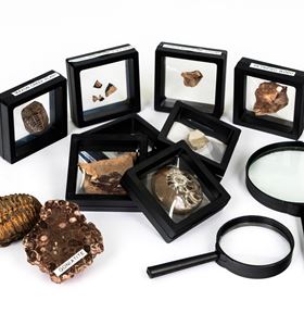 Hands on Tauranga fossil collection featuring real fossil specimens used for hands-on classroom inquiry and science learning.