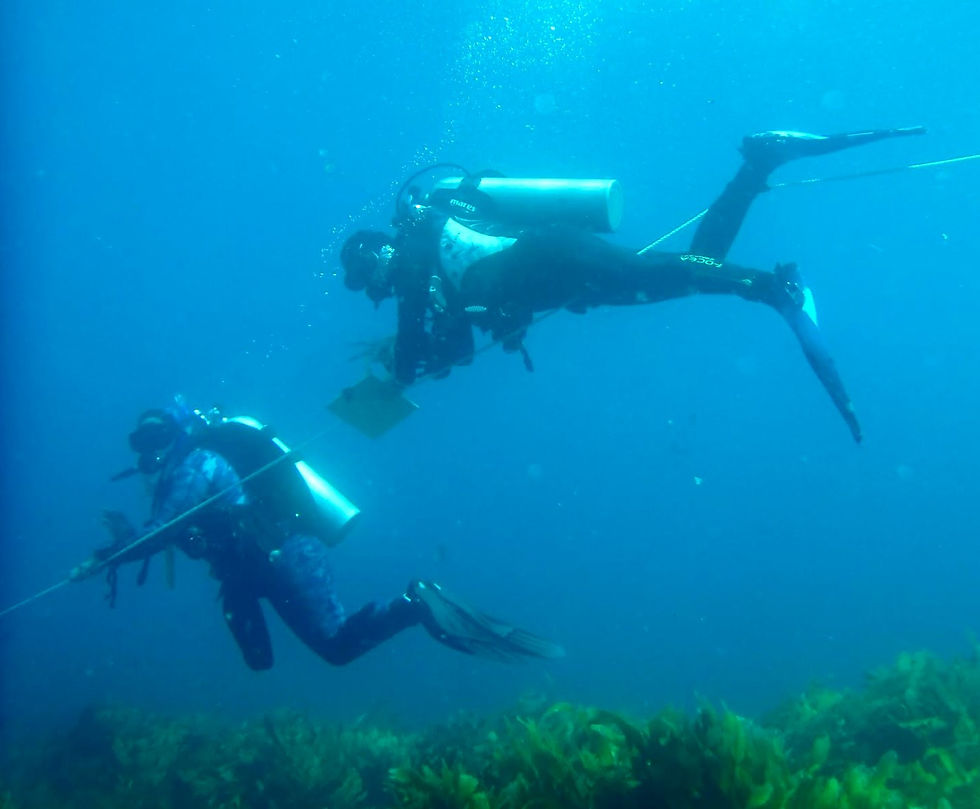 Lizzie Thompson and another diver conducting an underwater transect survey using a measuring line and quadrats to study marine biodiversity along the seafloor.