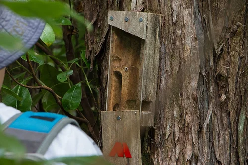 Kiwi monitoring equipment attached to a tree as part of Whakatāne Kiwi Trust conservation and education activities