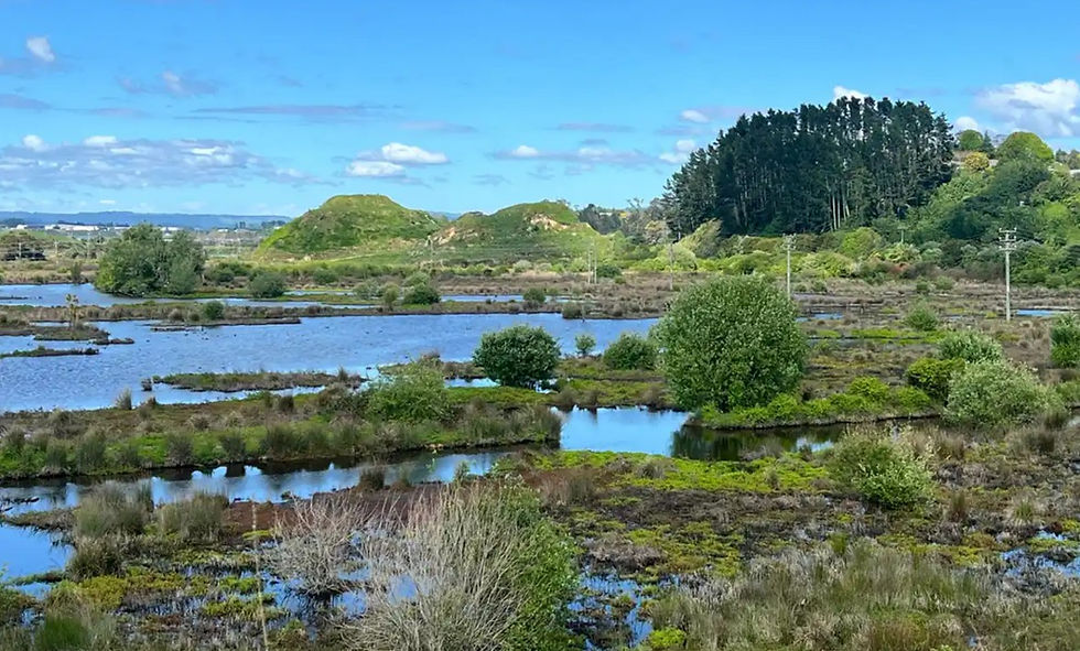 opurererua Valley wetland in Tauranga, showing ponds, native vegetation, and surrounding hills under a bright blue sky. Scenic view highlighting the ecological significance of the Kopurererua Valley urban wetland reserve.