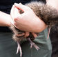 Person gently holding a fuzzy brown kiwi bird. The setting is outdoors, with a blurred natural background. The mood is calm and caring.