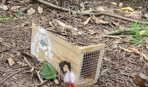 Decorated backyard predator trap box used by a Pāpāmoa College student for Predator Free Bay of Plenty trap competition.