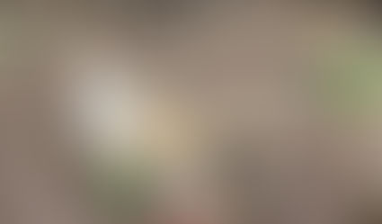 Decorated backyard predator trap box used by a Pāpāmoa College student for Predator Free Bay of Plenty trap competition.