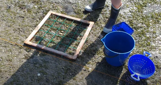 Quadrat sampling used to observe intertidal biodiversity at Beach Road Reserve, Ōtūmoetai, supporting place-based science investigations.