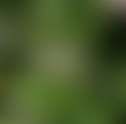 Moth Pod Challenge 2026