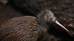 North Island brown kiwi in forest habitat representing kiwi conservation in the Bay of Plenty