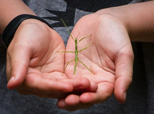 Student holding a native invertebrate during a hands-on biodiversity activity in the Whakatāne Kiwi Trust education programme