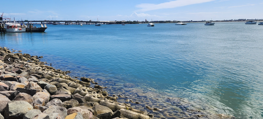Tauranga Sea Pods embedded within the urban seawall, demonstrating how coastal design can support biodiversity and climate adaptation