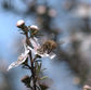A bee pollinating a Manuka flower at Pāpāmoa Hills Regional Park, captured by Lian Soh in 2025.