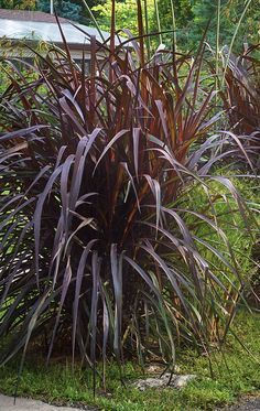 Purple Vertigo Fountain Grass
