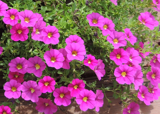 Calibrochoa