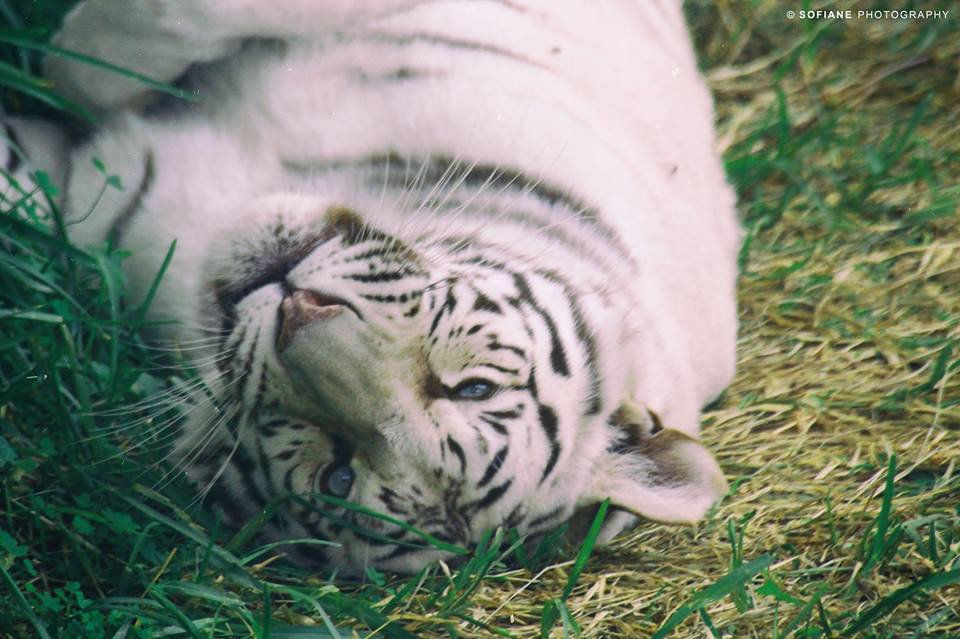 Mostaland zoo