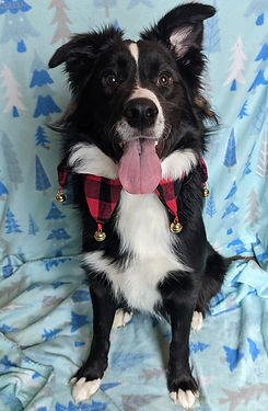 A photo of Archie a black and white border collie and aussie cross wearing a jester collar in front of a light blue patterned backdrop.