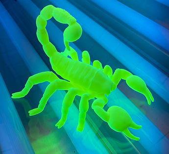 scorpion02_edited.jpg