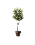 Design sans titre (18).png