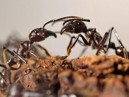 Un estudio apunta a la conciencia de los insectos