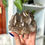 Thumbnail: Smoky Quartz Cluster, You Choose