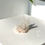 Thumbnail: White Aragonite Calcite Cluster