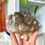 Thumbnail: Smoky Quartz Cluster, You Choose