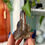 Thumbnail: Smoky Quartz Cluster, You Choose
